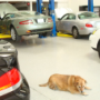 ...our technicians will work on your vehicle at the highest quality standards.