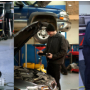 Nordgren Automotive, Corcoran MN, Medina MN and Loretto MN, 55340 and 55357, Auto Repair, Transmission Repair, Brake Repair, Engine Repair and Auto Electrical Service